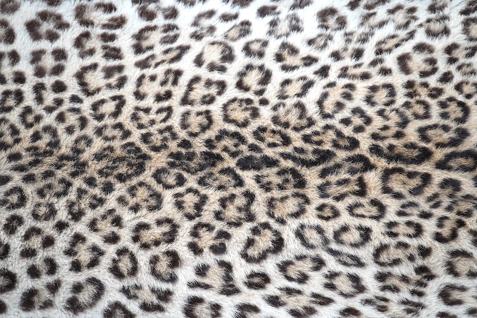 An early 20th century leopard skin rug with taxidermy head by van Ingen and van Ingen, Mysore, makers name stamped to the back, 215cm long. Condition - poor